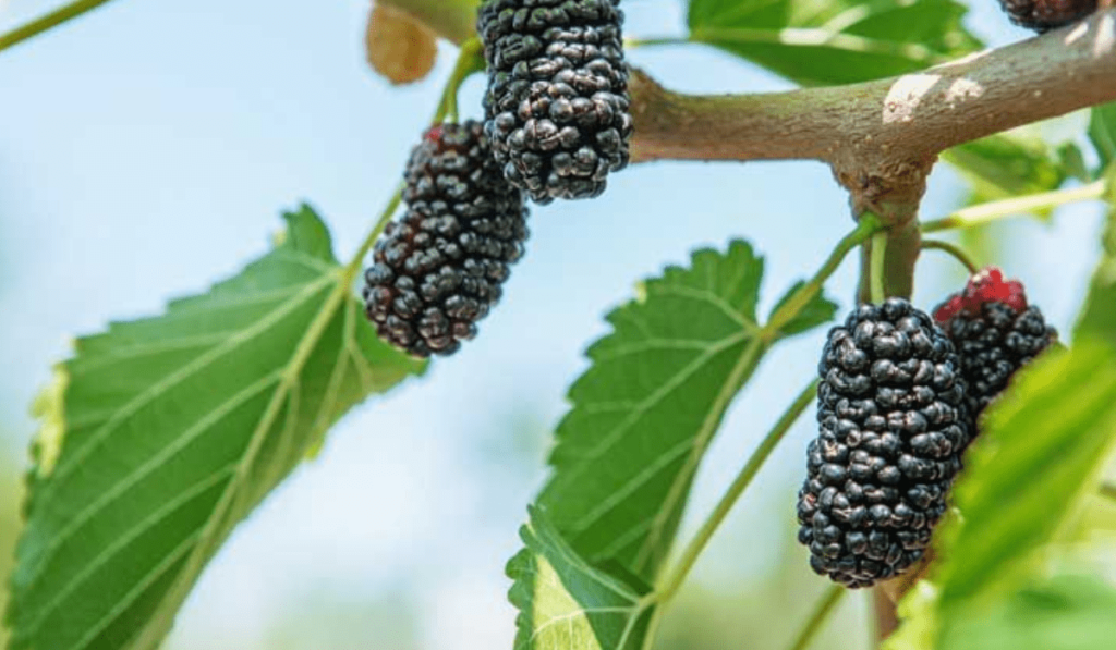 Health benefits of mulberry: शहतूत खाने के 8 गजब के फायदे – नंबर 5 जानकर चौंक जाएंगे! 2 1000117549