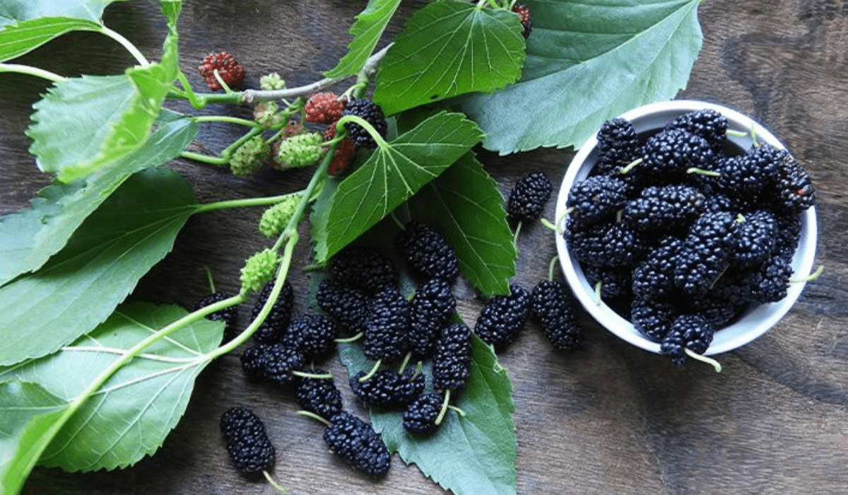 Health benefits of mulberry