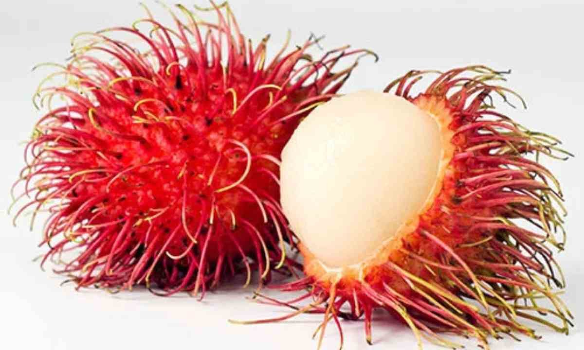 रामबुतान आखिर है क्या, रामबुतान के फायदे सुनोगे तो जाओगे हैरान, शरीर को बना दे स्टील।