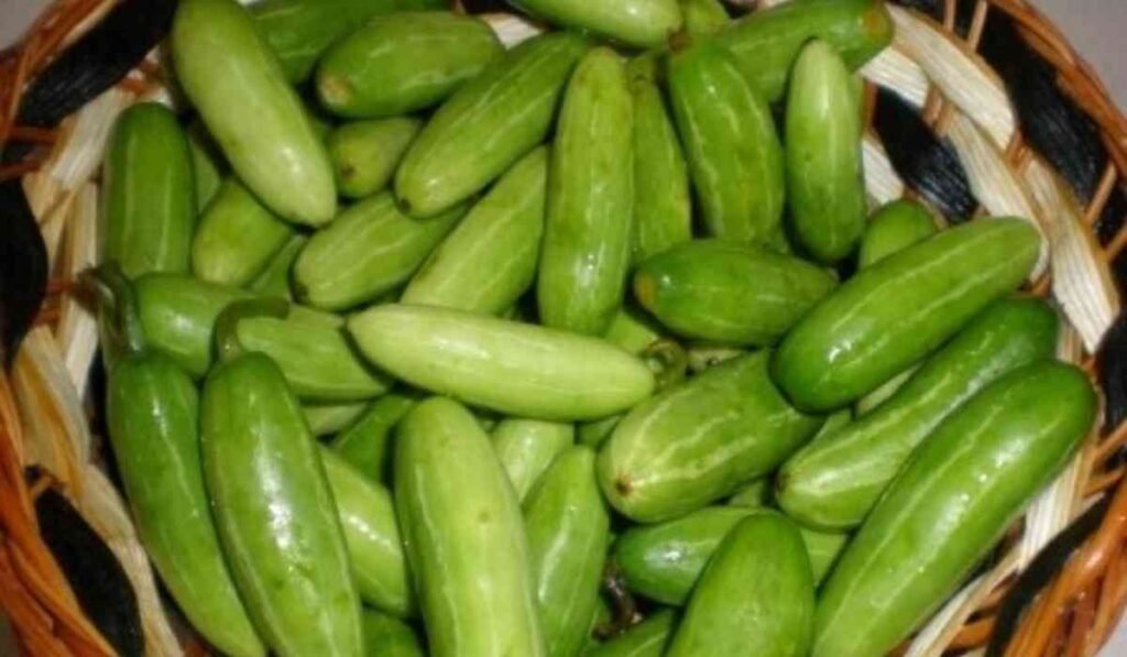 कुन्द्रू: सेहत से भरपूर हरी सब्ज़ी, हैरान देंगे इसके फायदे।