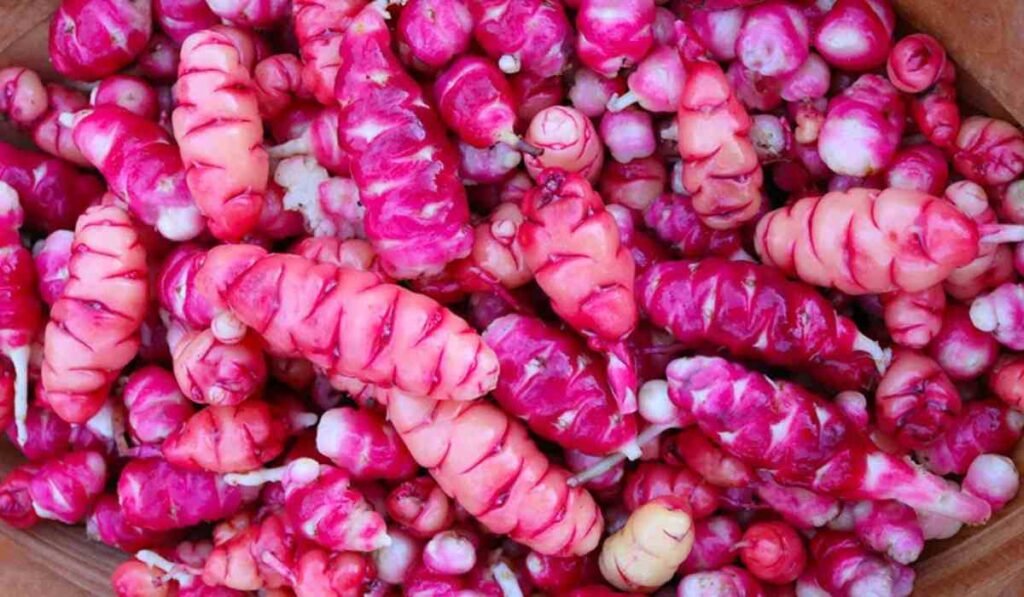 Oca के फायदे: भारत में क्यों ट्रेंड कर रहा है?