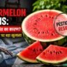 Mumbai Watermelon Deaths: मुंबई तरबूज मौत मामले से जुड़ी तस्वीर, जिसमें तरबूज पर कीटनाशक अवशेष और स्वास्थ्य खतरे को दिखाया गया है