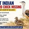 Great Indian Bustard chick missing के बीच गुजरात में बड़े पक्षी के साथ उसका चूजा दिखता हुआ दृश्य